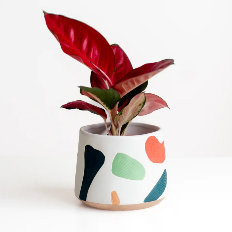 Aglaonema Red
