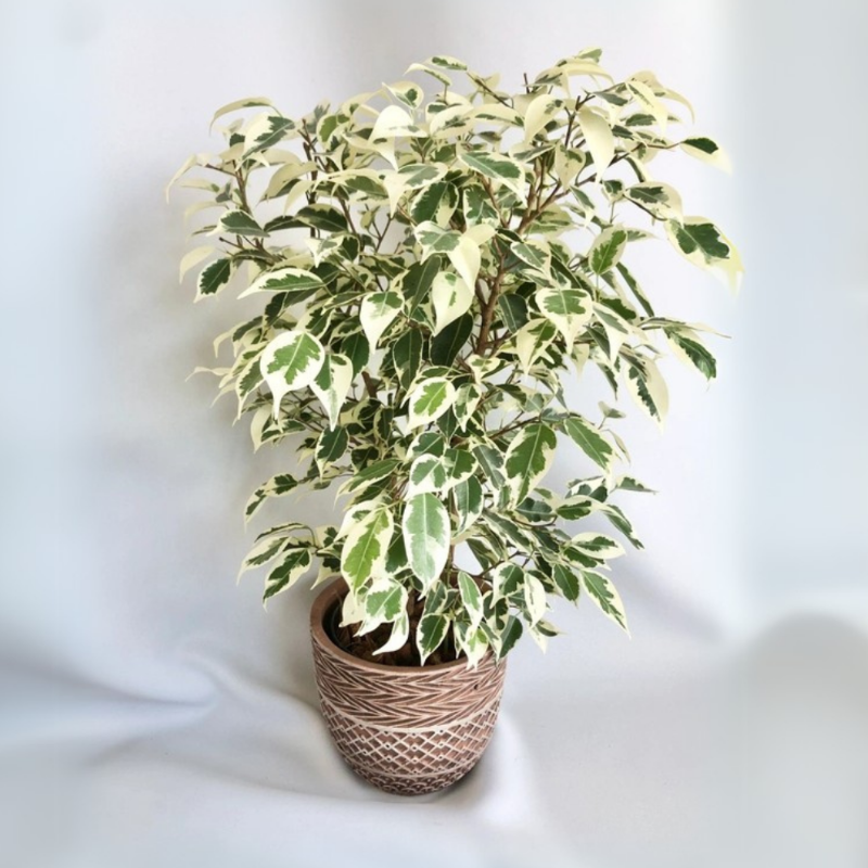 Ficus benjamina Variegata