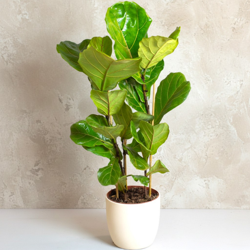 Fiddle Leaf Fig (Ficus lyrata)
