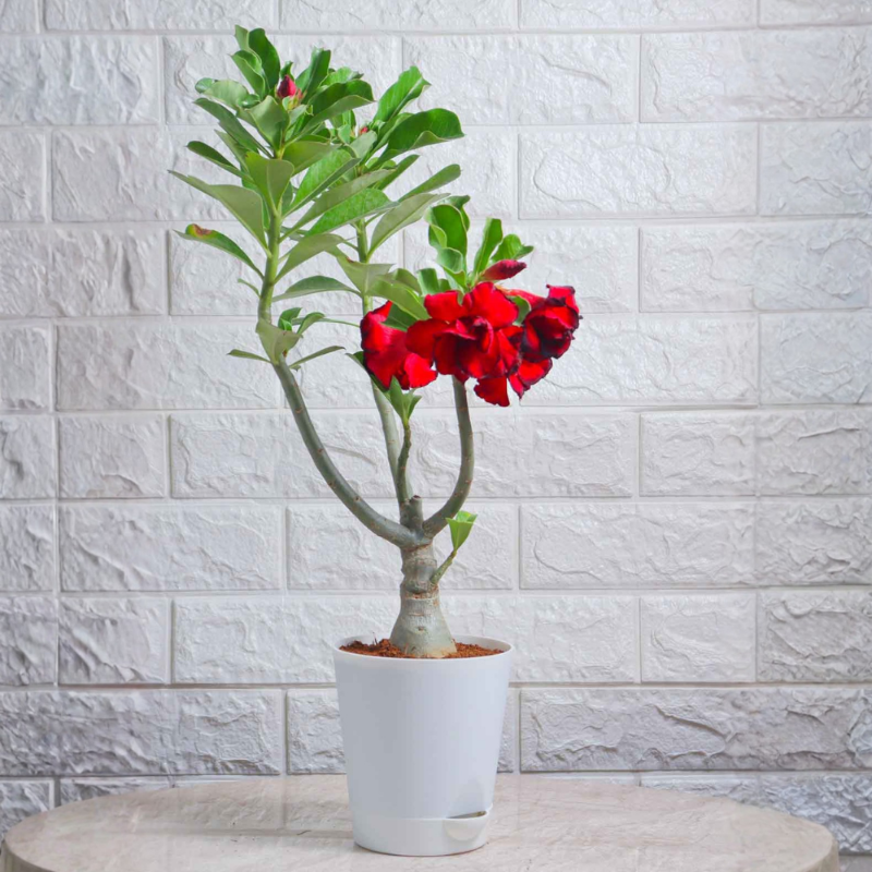 Adenium (Desert Rose – Red)