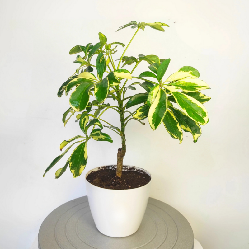 Schefflera arboricola Variegata