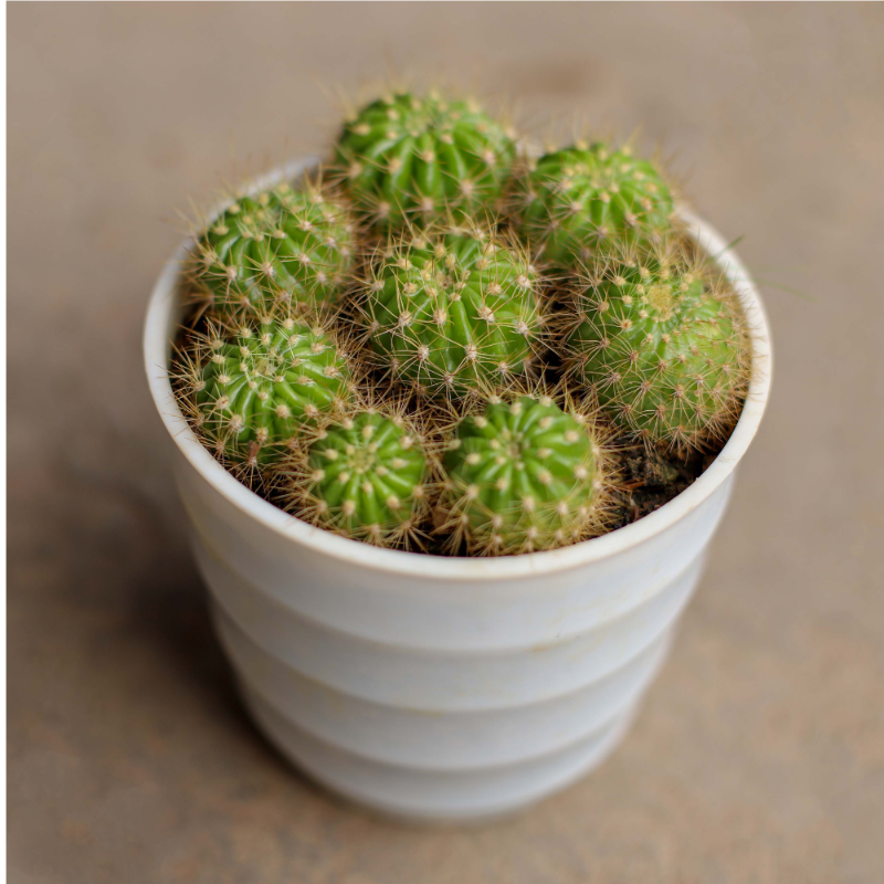 Mammillaria Cactus