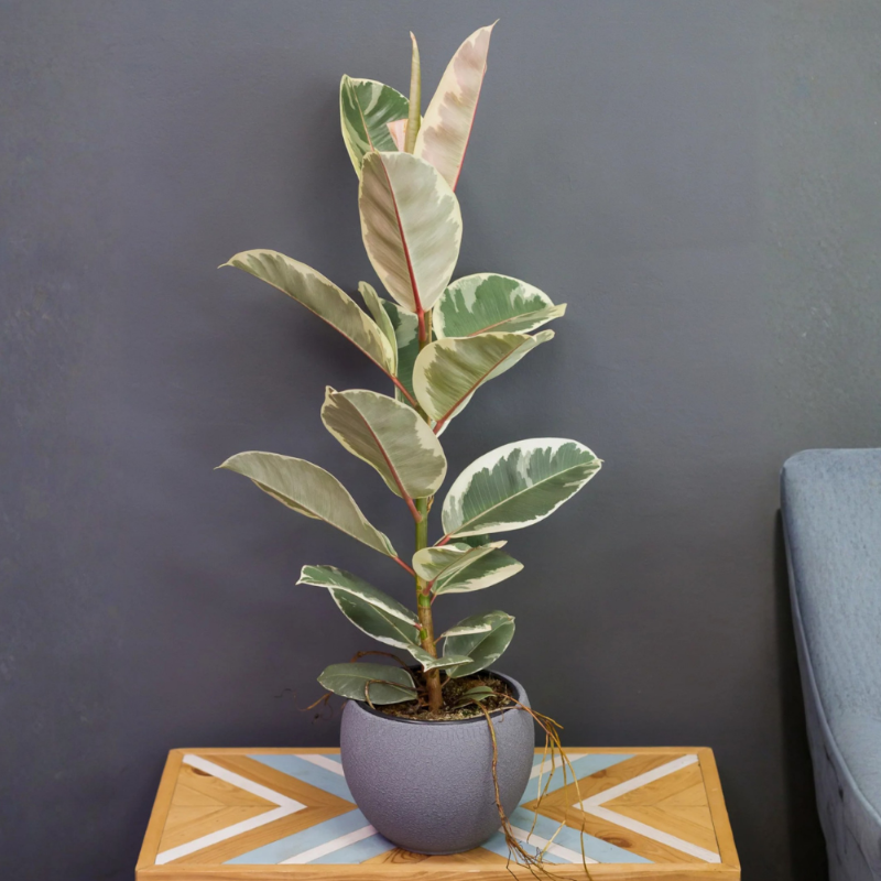 Rubber Plant – Variegated (Tineke)