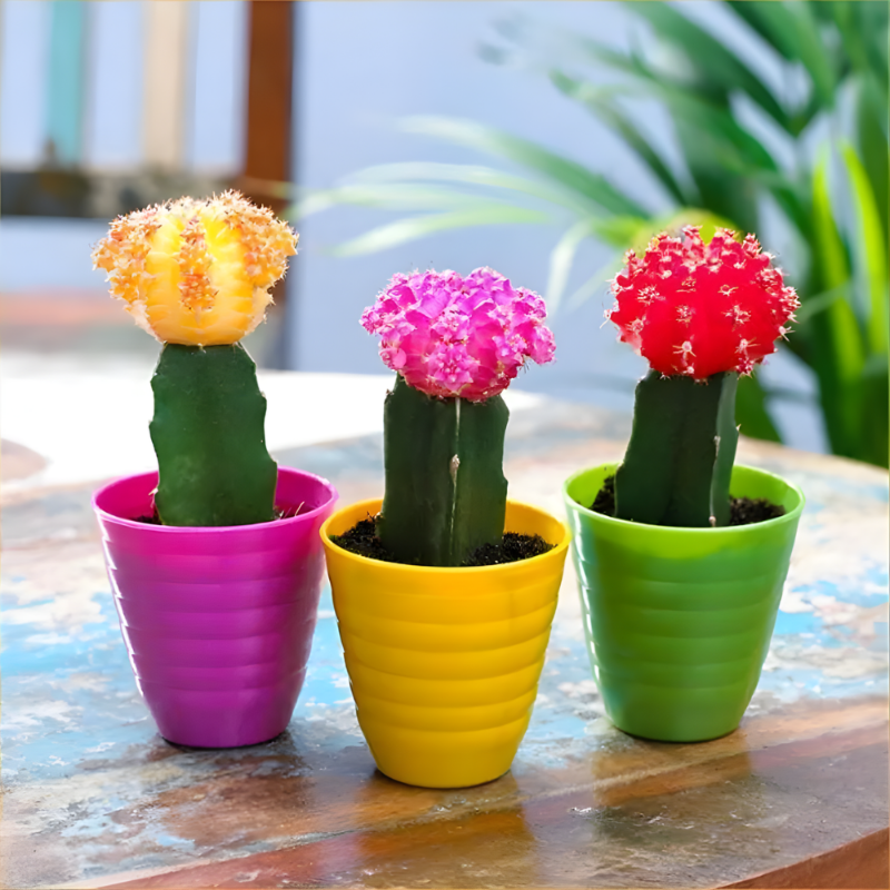 Grafted Moon Cactus (Assorted Colors)