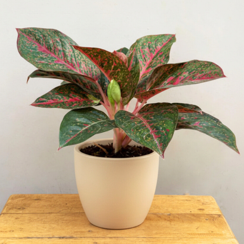 Aglaonema Red (Chinese Evergreen – Red Variety)