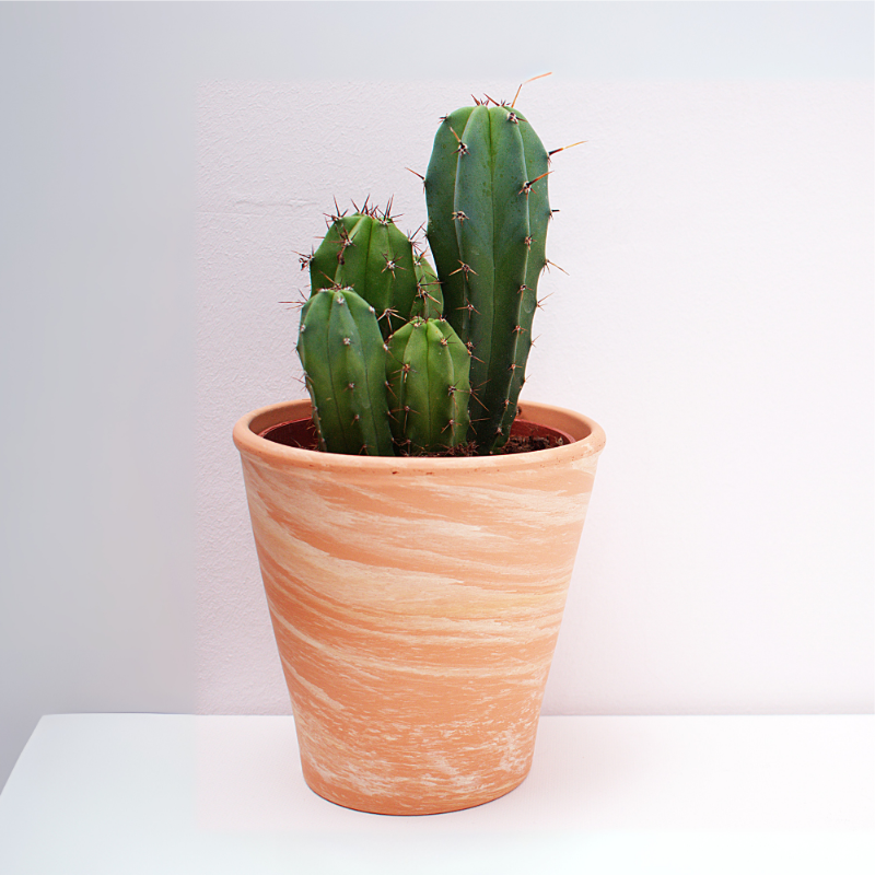 Columnar Cactus