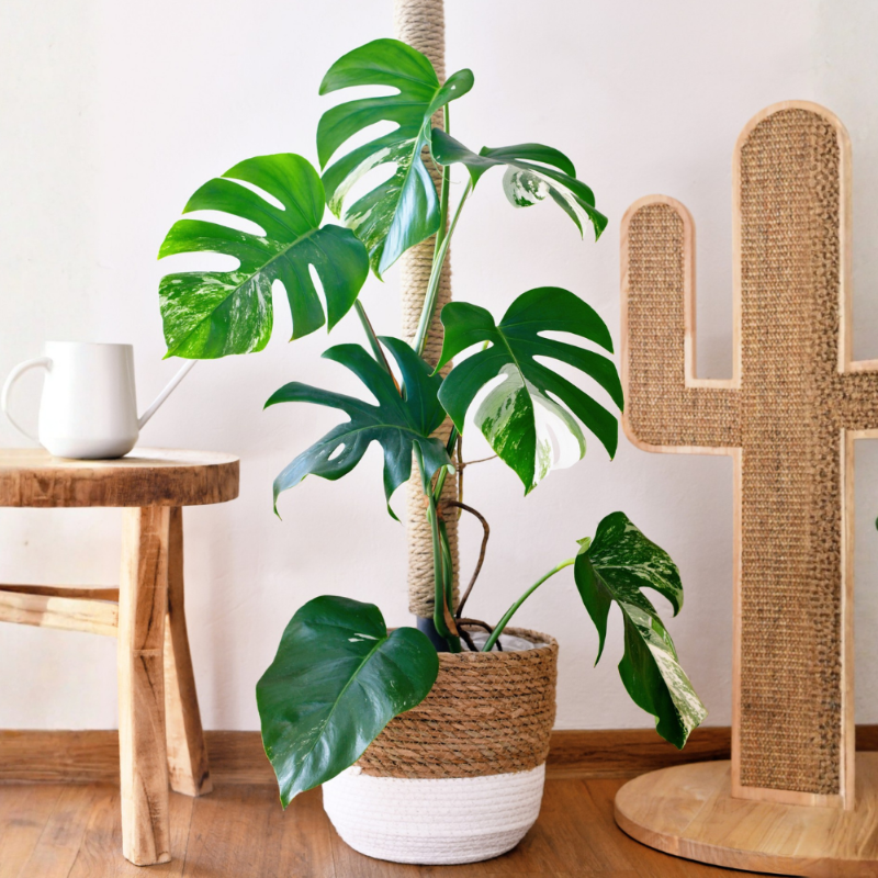 Monstera Deliciosa (Swiss Cheese Plant)