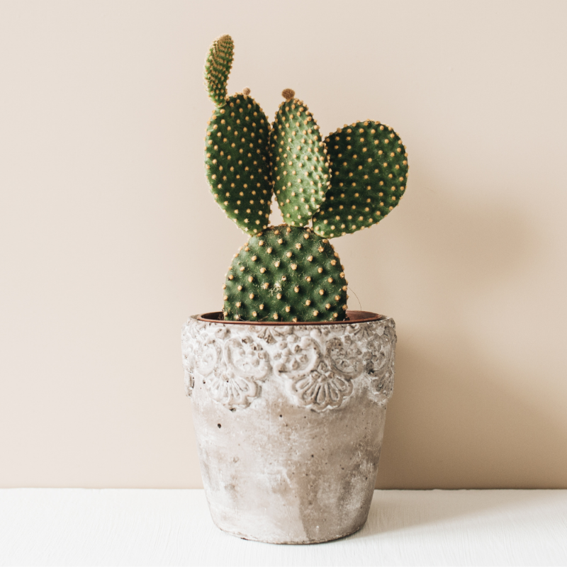 Bunny Ear Cactus