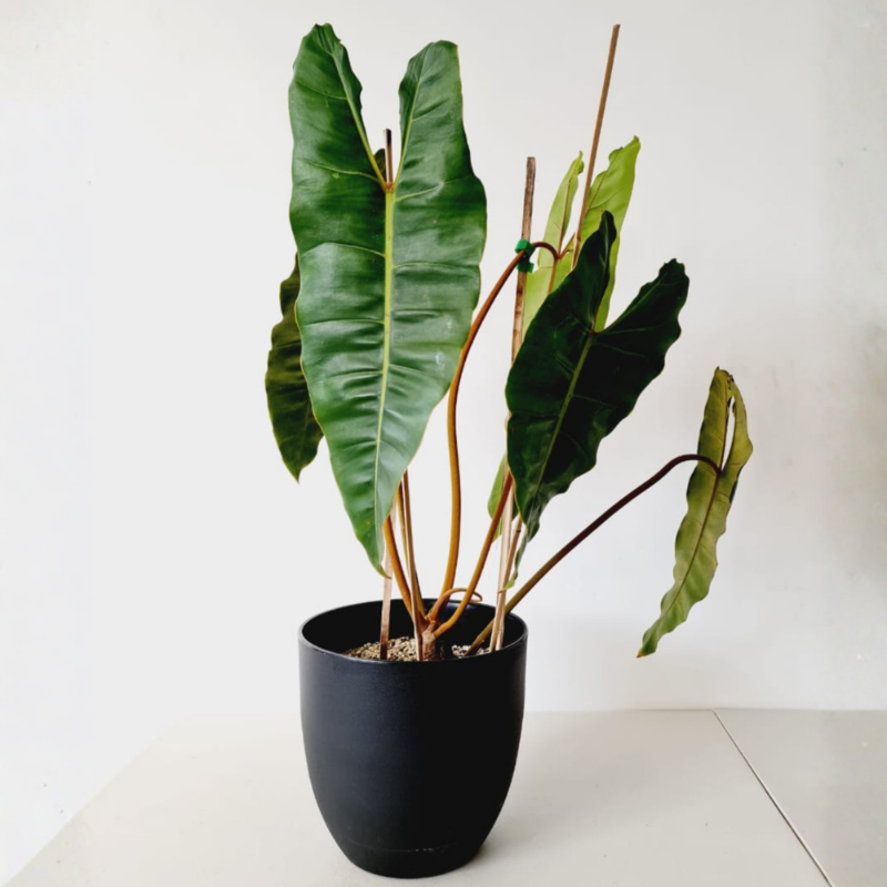 Philodendron Billietiae