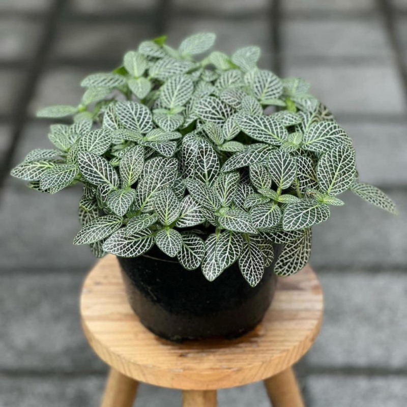 Fittonia (Nerve Plant – White)