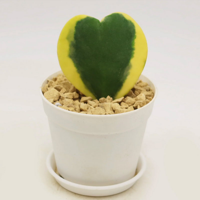 Hoya Kerrii Variegata (Heart Leaf Plant)