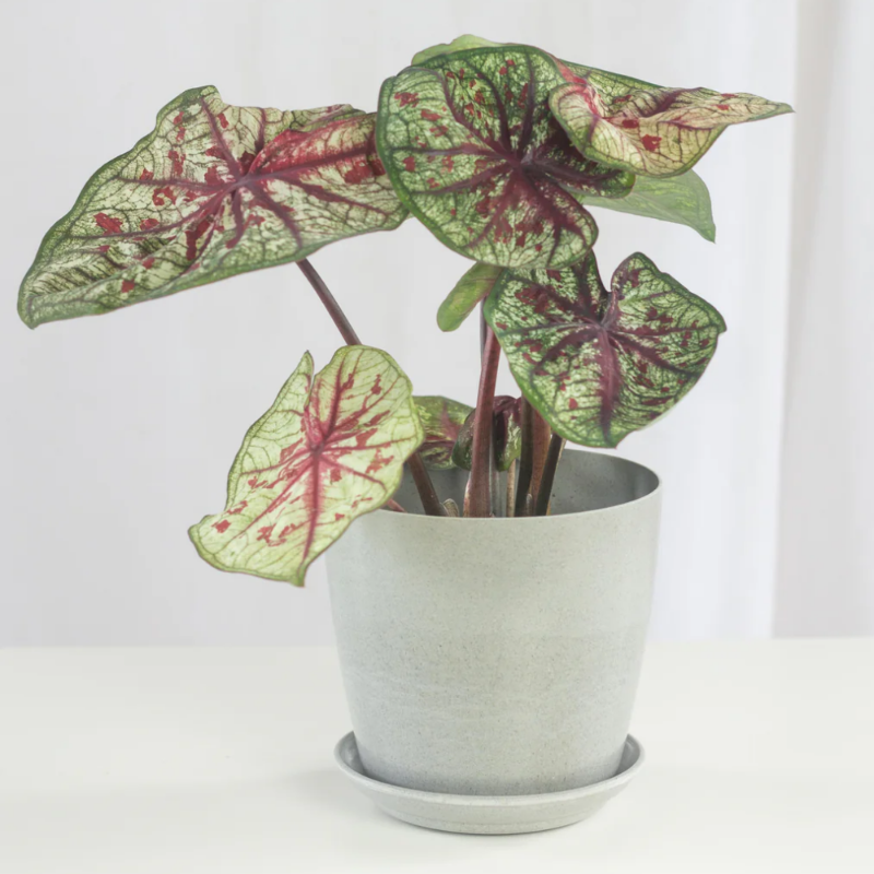 Caladium (Fancy Leaf Caladium)