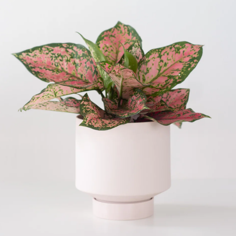 Aglaonema Pink (Red Valentine)
