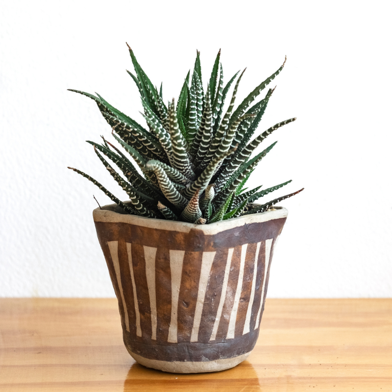 Haworthia Zebra