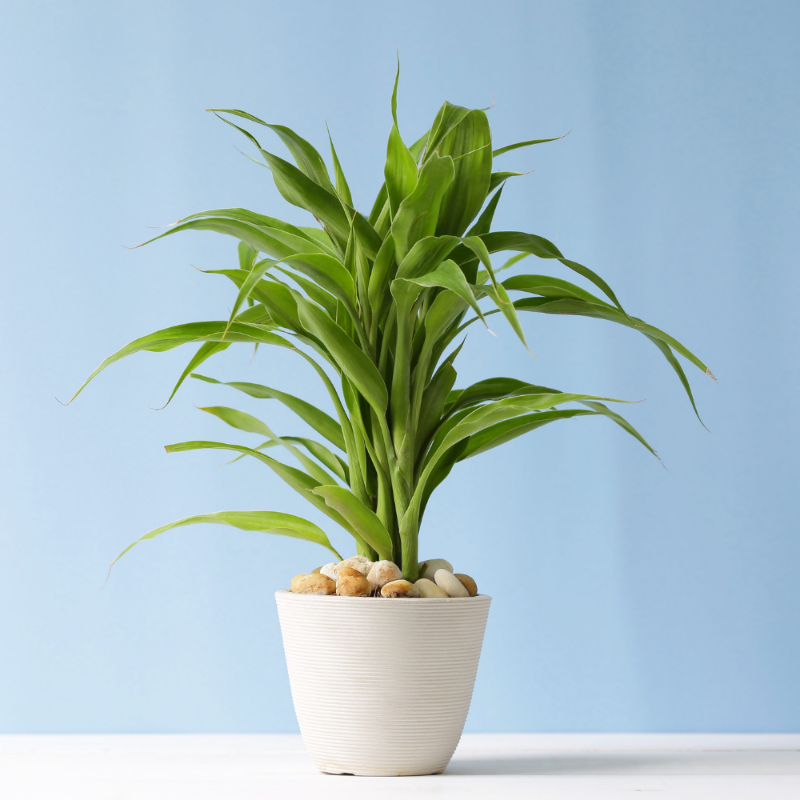 Bamboo Plant