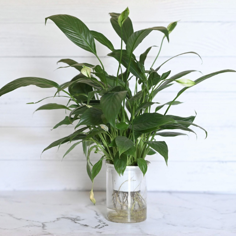 Self Watering Peace Lily (Spathiphyllum)