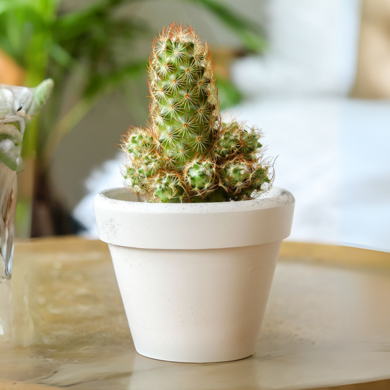 Mammillaria (Cluster Cactus)