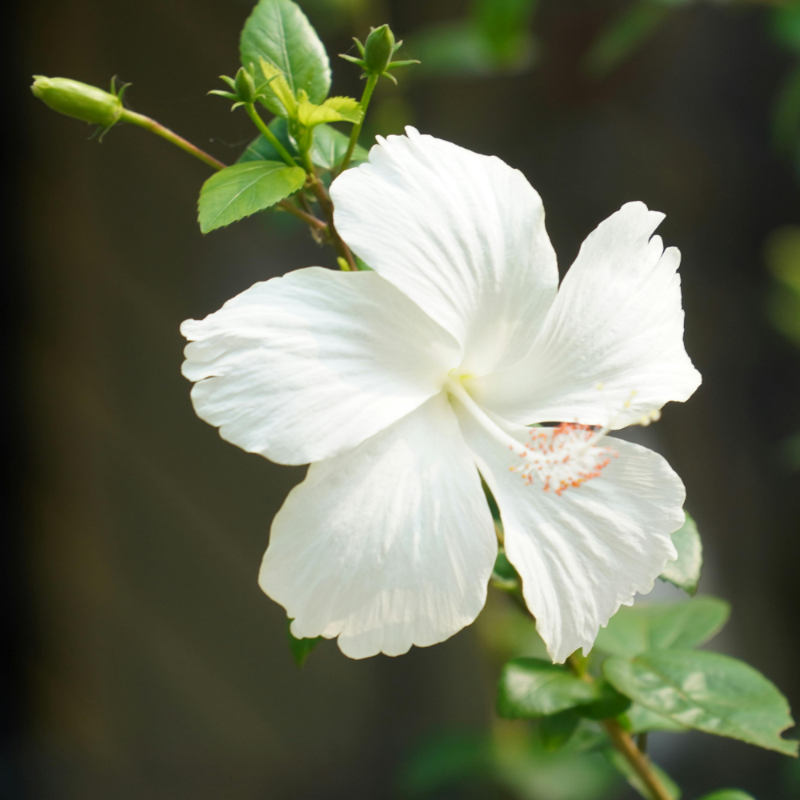 White Hibiscus