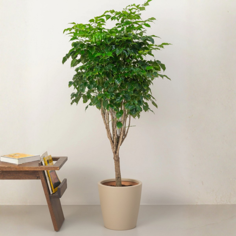 China Doll Plant