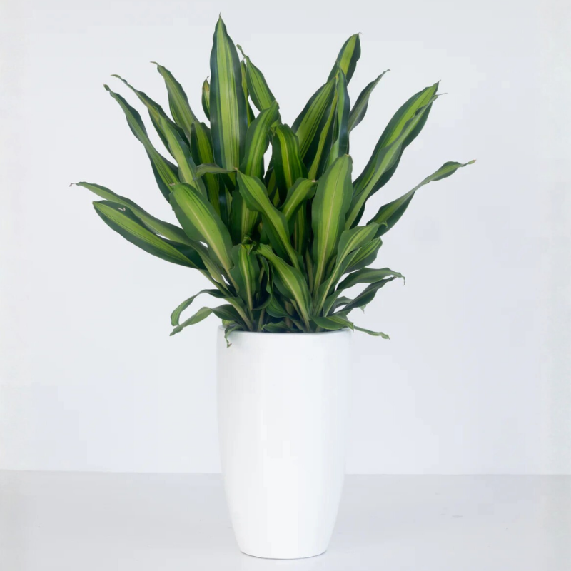 Dracaena Fragrans (Corn Plant)
