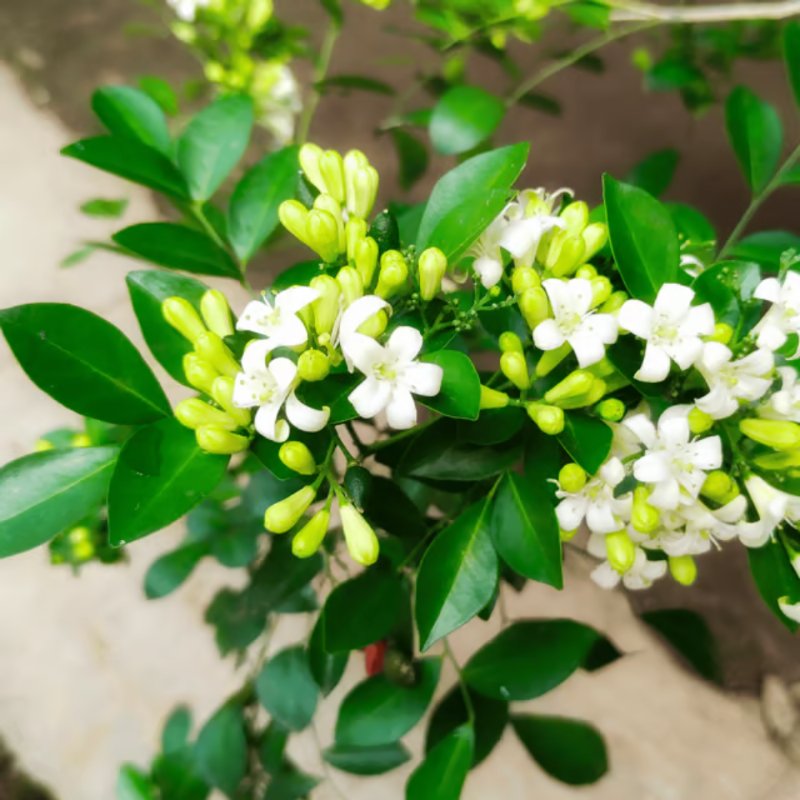 Murraya paniculata (Kamini)