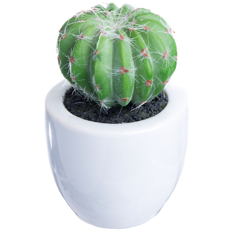 Parodia magnifica (Ball Cactus)