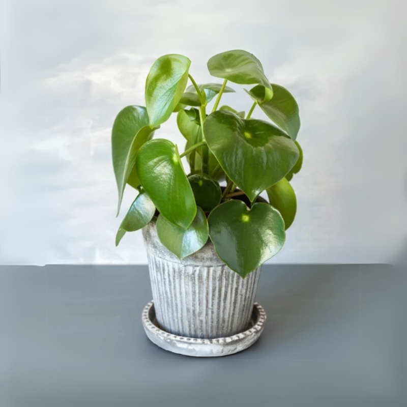 Peperomia obtusifolia (Baby Rubber Plant)