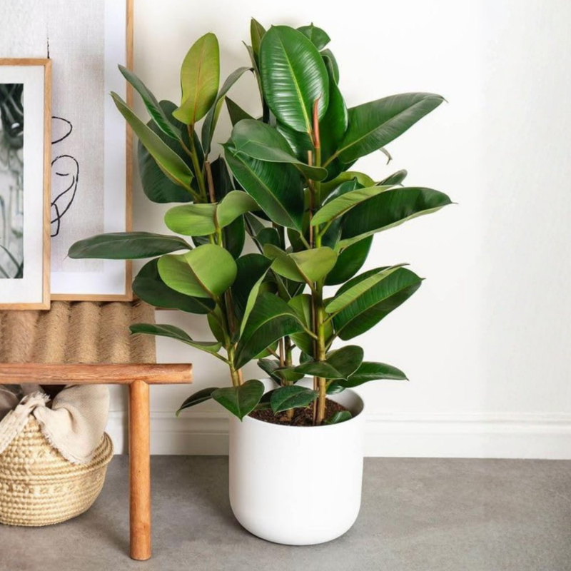Rubber Plant (Ficus elastica)