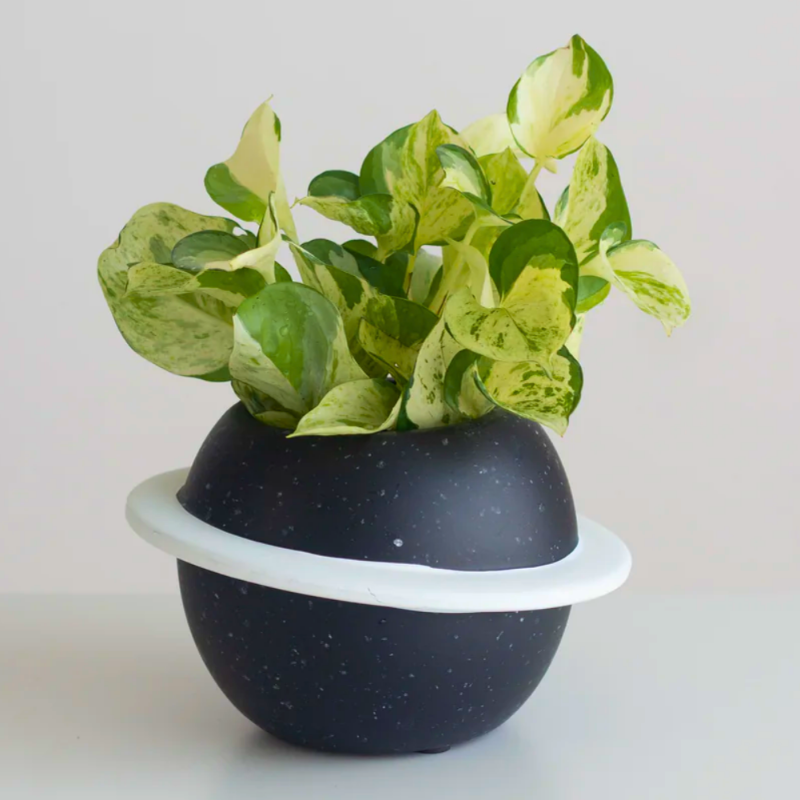 Marble Queen Money Plant (Epipremnum aureum)