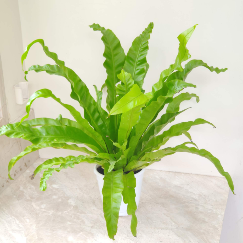 Bird’s Nest Fern (Asplenium nidus)