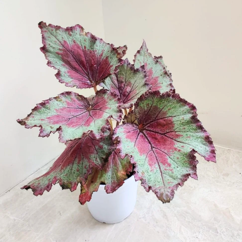Rex Begonia