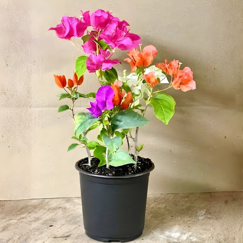 Bougainvillea (Multi-color)