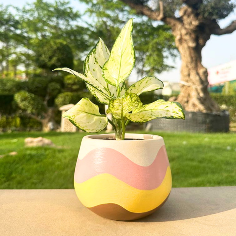 Aglaonema Snow White (Chinese Evergreen)