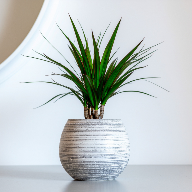 Dracaena marginata (Red-Edged Dracaena)