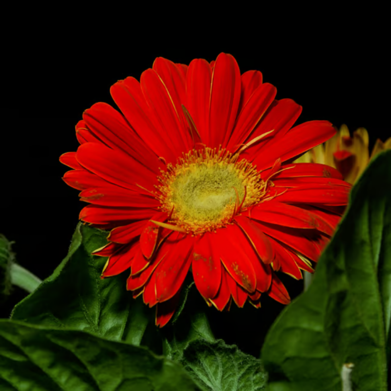 Gerbera (Red)