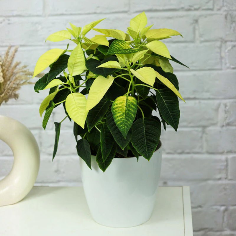 Merry White Poinsettia