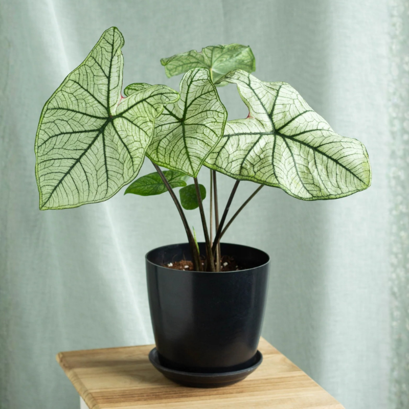 Caladium White
