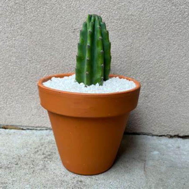 Cereus (Columnar Cactus)