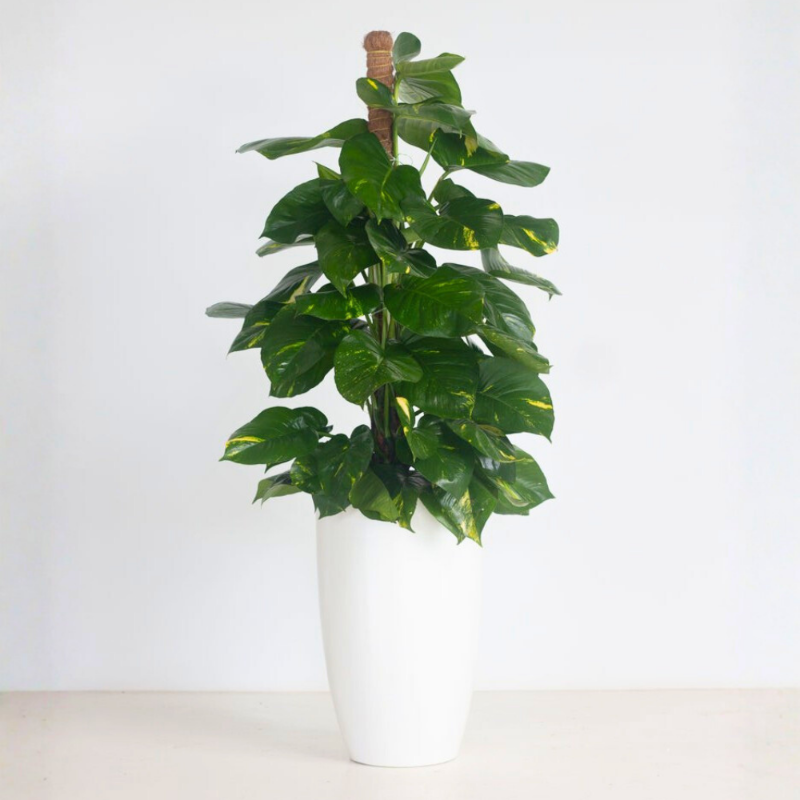 Money Plant (Epipremnum aureum)