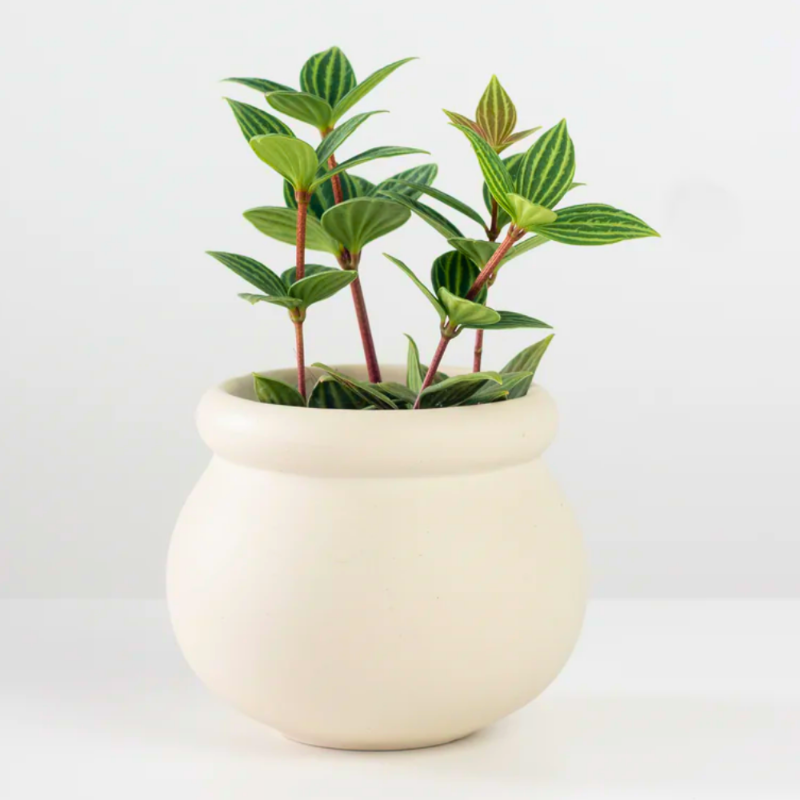 Peperomia Angulata (Parallel Peperomia)