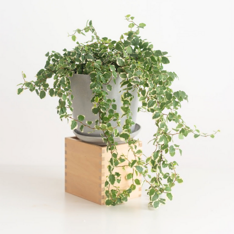 Creeping Fig (Ficus pumila Variegata)