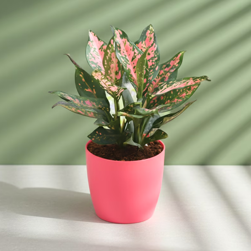 Aglaonema Pink
