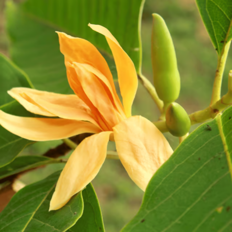 Golden Champa / Son Champa