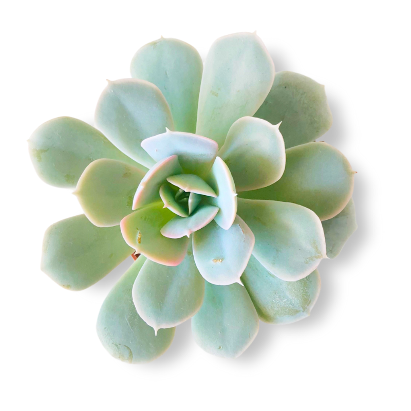 Echeveria (Blue Succulent)