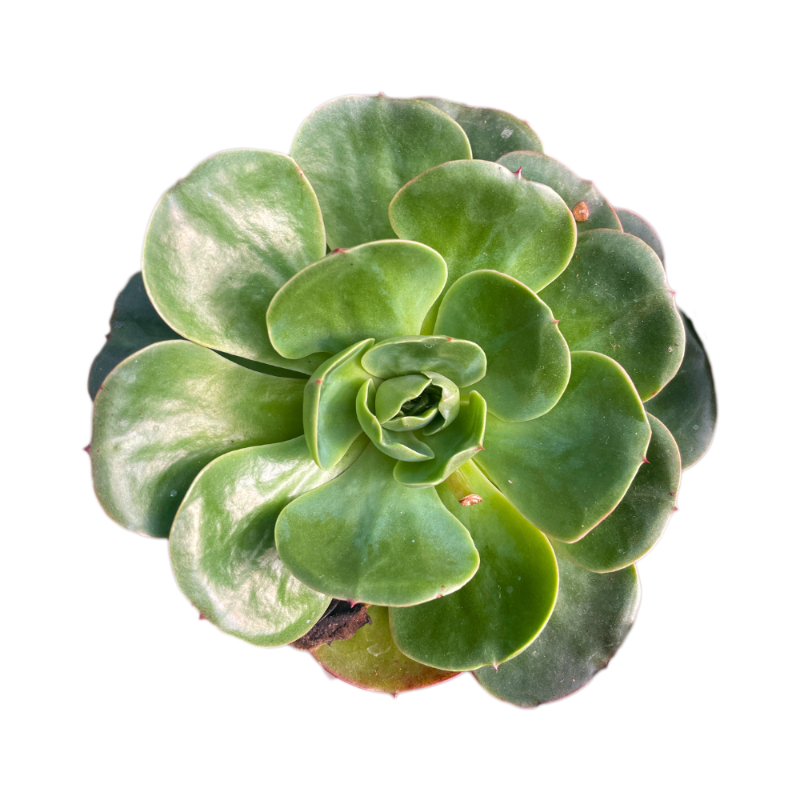 Aeonium Green Rosette