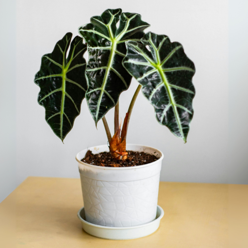 Alocasia Polly (African Mask Plant)