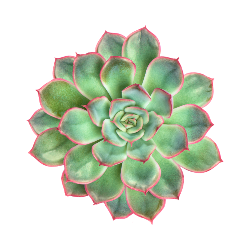 Echeveria Red Edge