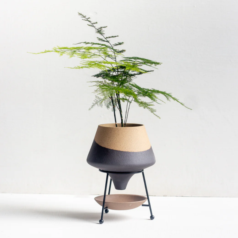 Asparagus Fern