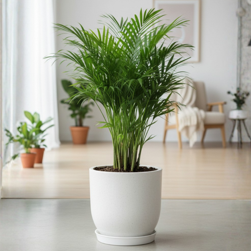 Areca Palm