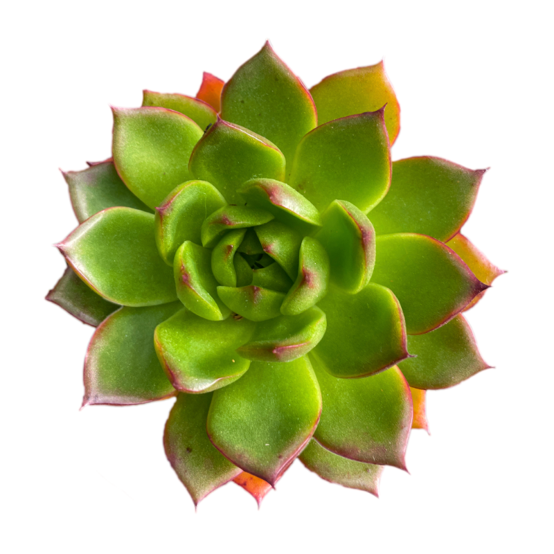 Echeveria Agavoides (Green Red Tip)